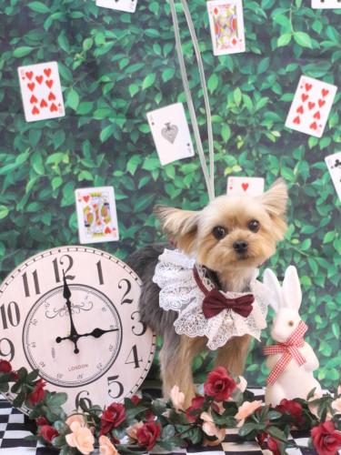 20250412メイちゃん